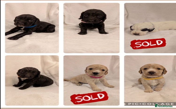 Cocker Spaniel dogs - Advert 8