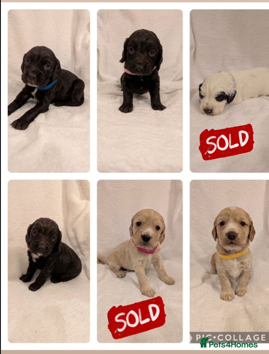 Cocker Spaniel dogs for sale: Cocker Spaniel  - Image 1