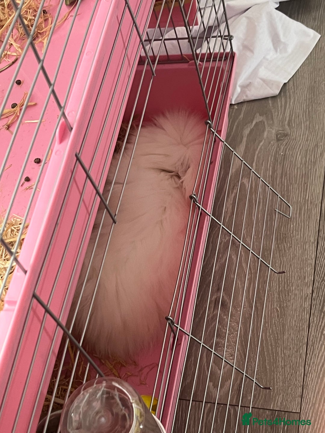 Angora rabbits for sale: Angora bunny - Advert 5