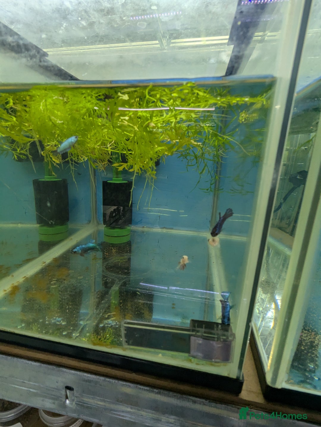 Bettas fish for sale: Tropical fish,betta samurai,angels,kribs,bn plecos - Image 11