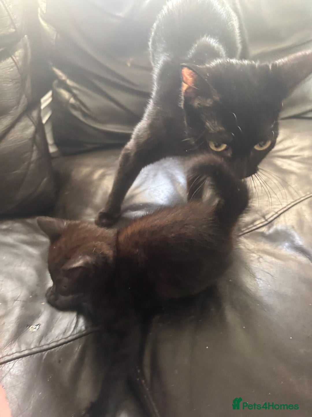 Domestic Shorthair cats for sale: ONE BLACK FEMALE LEFT (urgent sale needed) in Norwich - Image 2