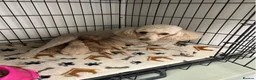 Cockapoo dogs for sale: Cockapoo Puppies Looking for Loving Homes - Advert 22