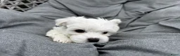 Maltese dogs for sale: >>PUREBRED BEAUTIFULLY MALTESE PUPPIES<< - Advert 24