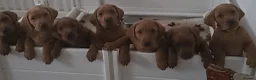 Labrador Retriever dogs for sale: STUNNING FOX RED BOYS - READY TO GO - Advert 21