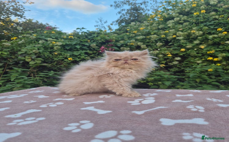 Persian cats - Advert 1