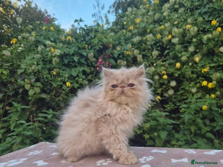 Persian cats - Advert 4