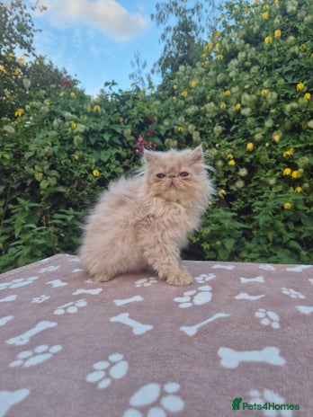 Persian cats - Advert 1