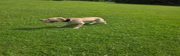 Mixed Breed dogs for sale: Labstaff in Wallington - Advert 2