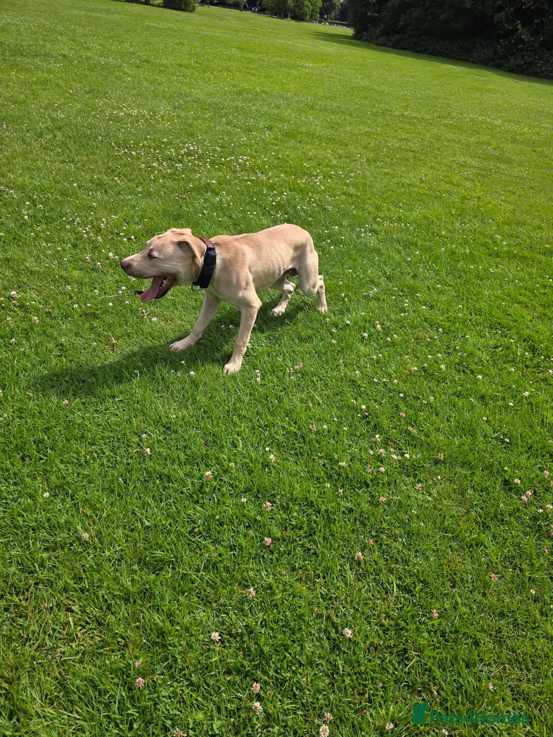 Mixed Breed dogs for sale: Labstaff in Wallington - Advert 2