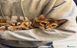 Bengal cats for sale: Female bengal kitten  - Image 7