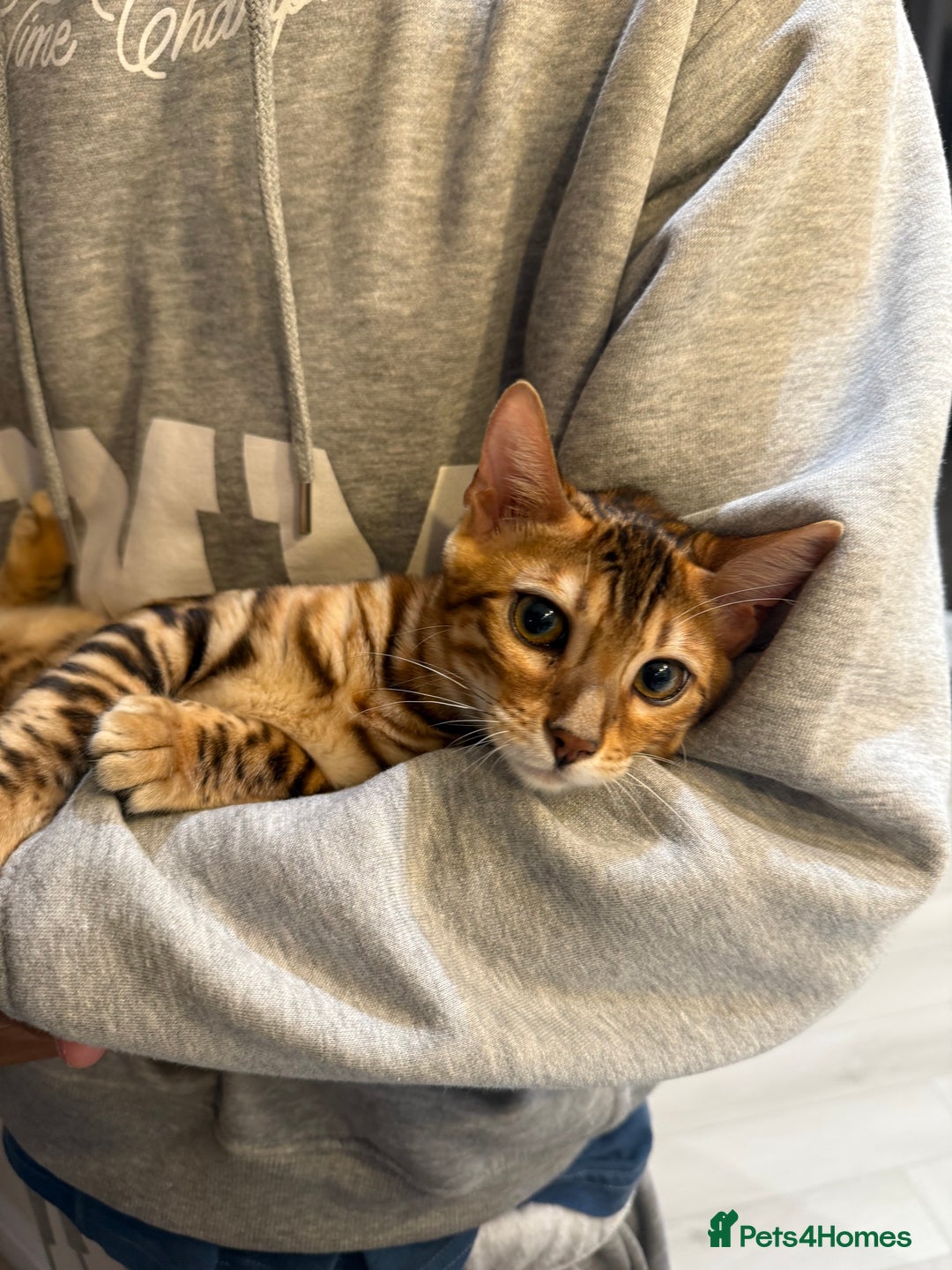 Bengal cats for sale: Female bengal kitten  - Image 7