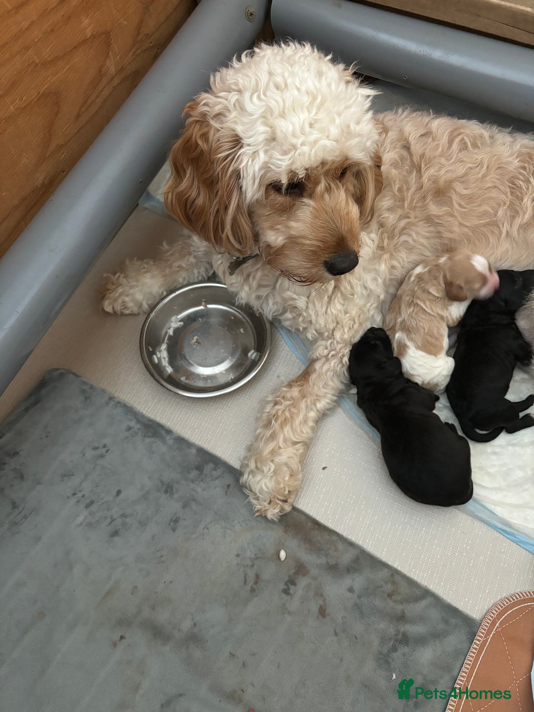 Mixed Breed dogs for sale: Sprockerpoo x cockerpoo pups - Advert 8