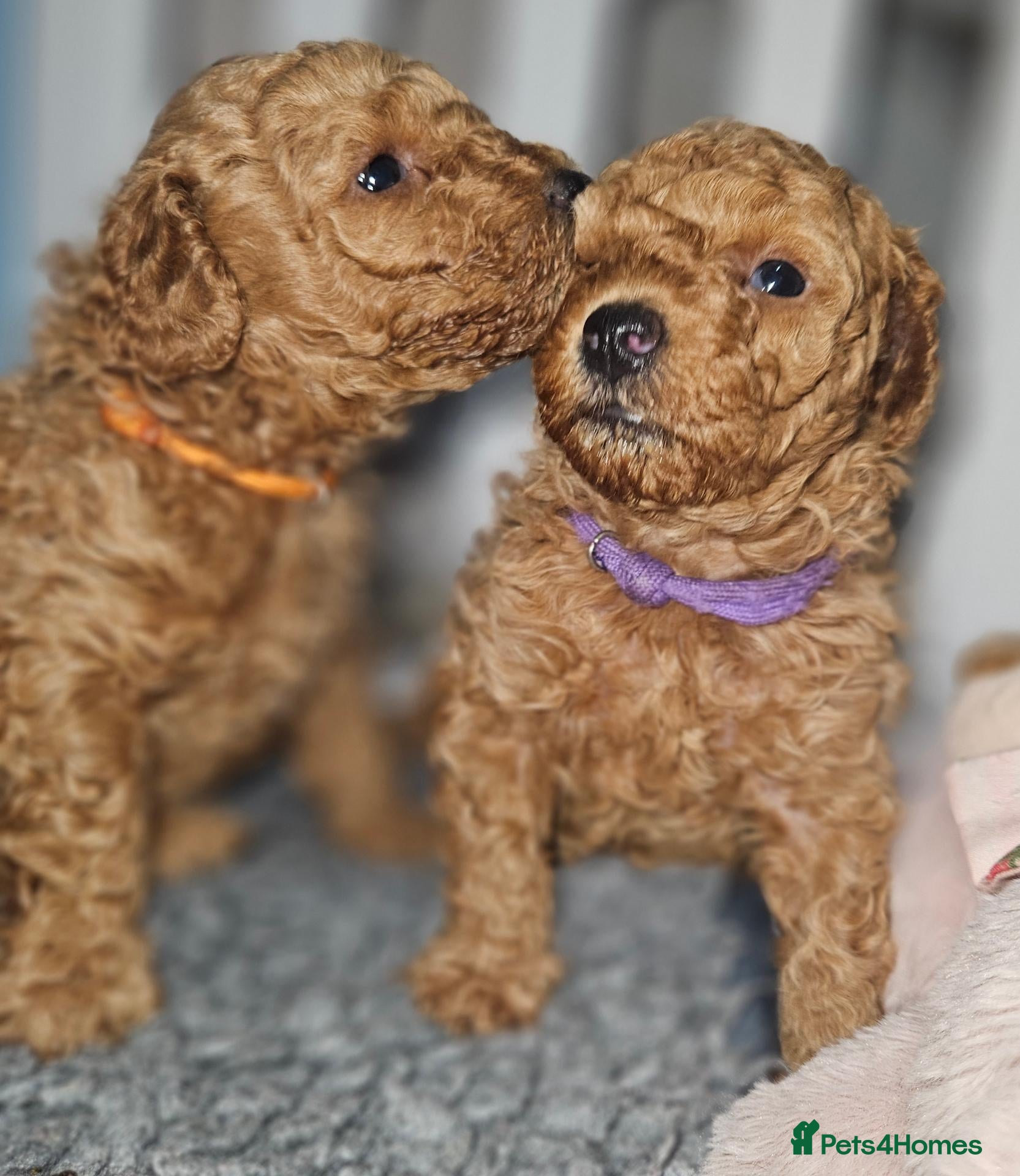 Toy Poodle dogs Licensed breeder, kc fox red toy poodles - Advert 2
