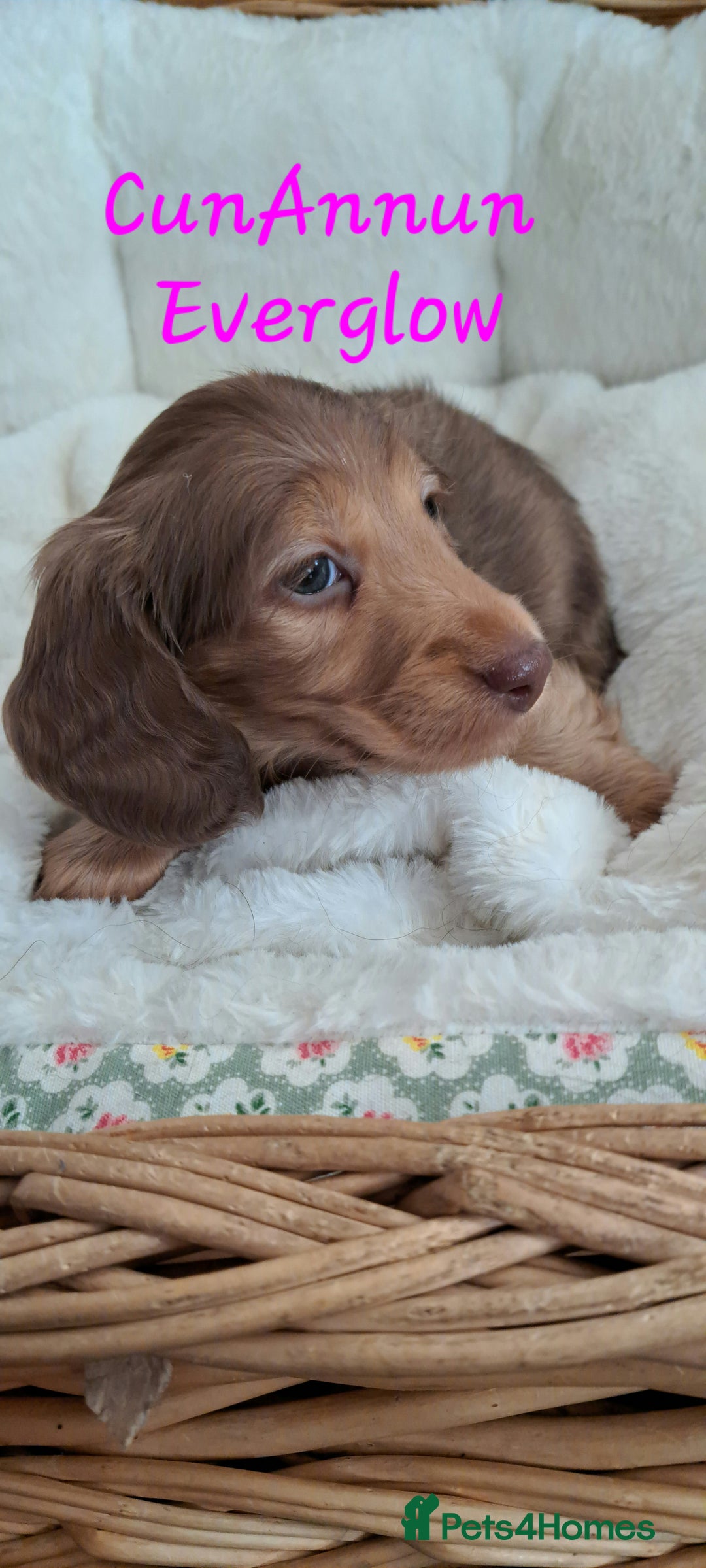 Miniature Dachshund dogs for sale: Kc. Healthtested Miniature Longhaired Dachshund - Advert 6