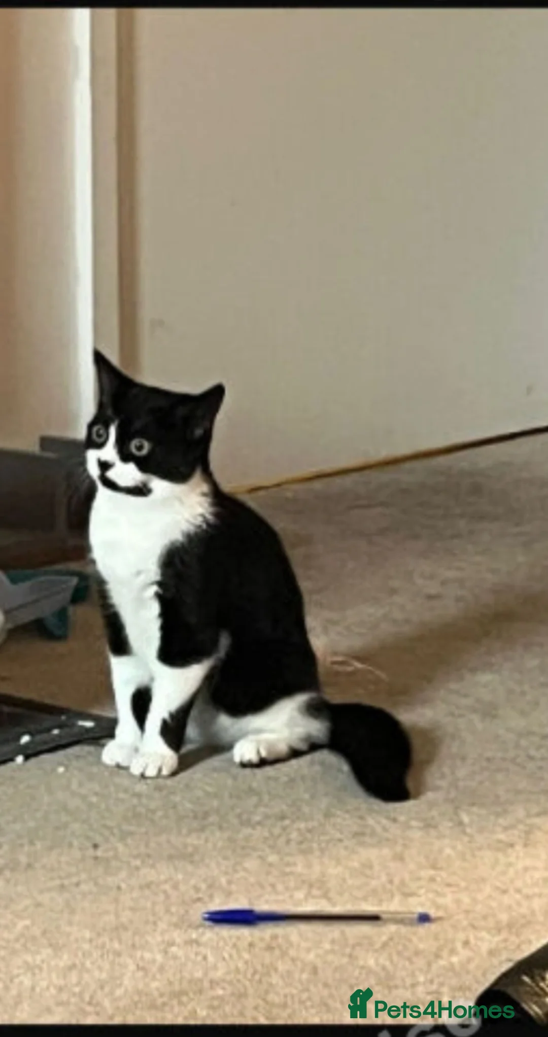 Mixed Breed cats for sale: Chanel and dior  - Advert 1