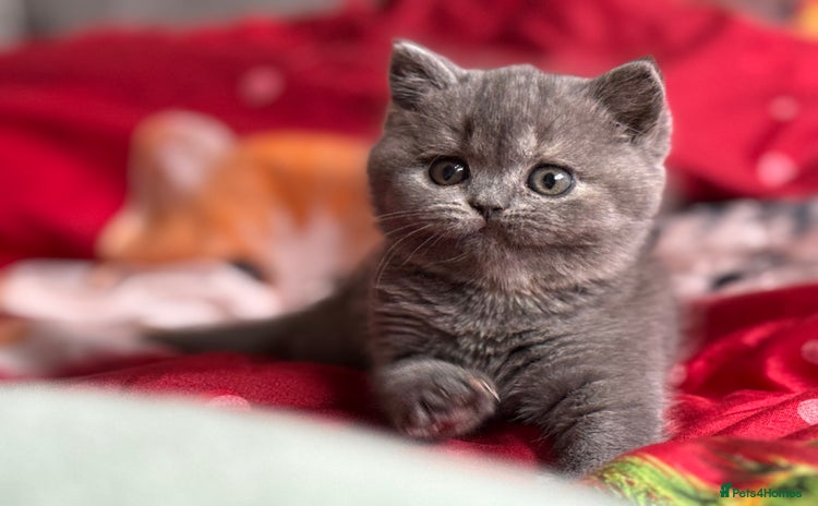 British Shorthair cats Tica reg blue tortie female kitten (20 December ) - Advert 6