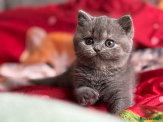 British Shorthair cats Tica reg blue tortie female kitten (20 December ) - Advert 18