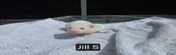 Ferret rodents for sale: New Kits Ready To Go  - Advert 11