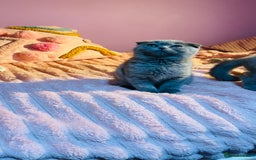 Scottish Fold cats for sale: Beautiful litter of Scottish fold  😍 - Image 10