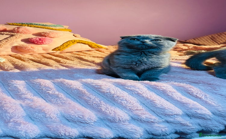 Scottish Fold cats Beautiful litter of Scottish fold  😍 - Advert 6