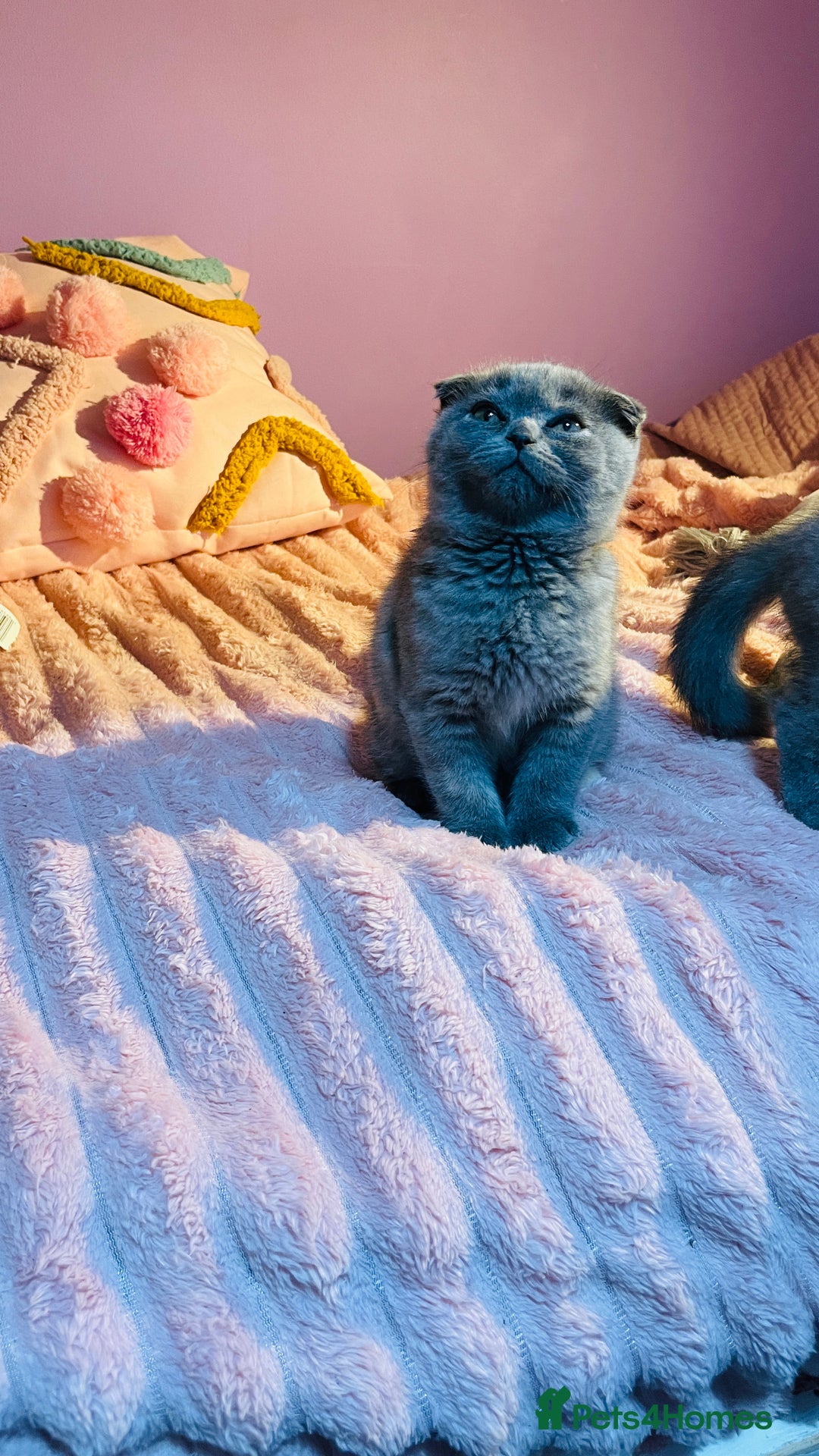 Scottish Fold cats for sale: Beautiful litter of Scottish fold  😍 - Image 10
