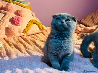 Scottish Fold cats Beautiful litter of Scottish fold 😍 - Advert 8