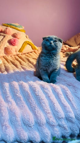 Scottish Fold cats Beautiful litter of Scottish fold 😍 - Advert 1