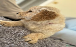 Golden Retriever dogs for sale: One boy left!  - Image 2