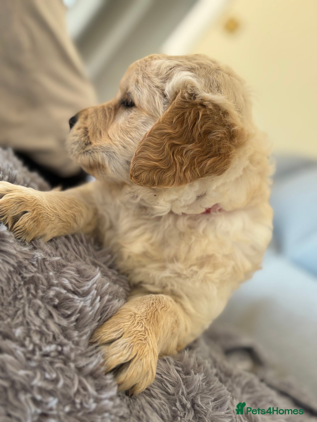 Golden Retriever dogs for sale: One boy left!  - Image 2