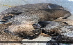 Mixed Breed dogs for sale: Stunning saluki greyhound puppies.  - Advert 41