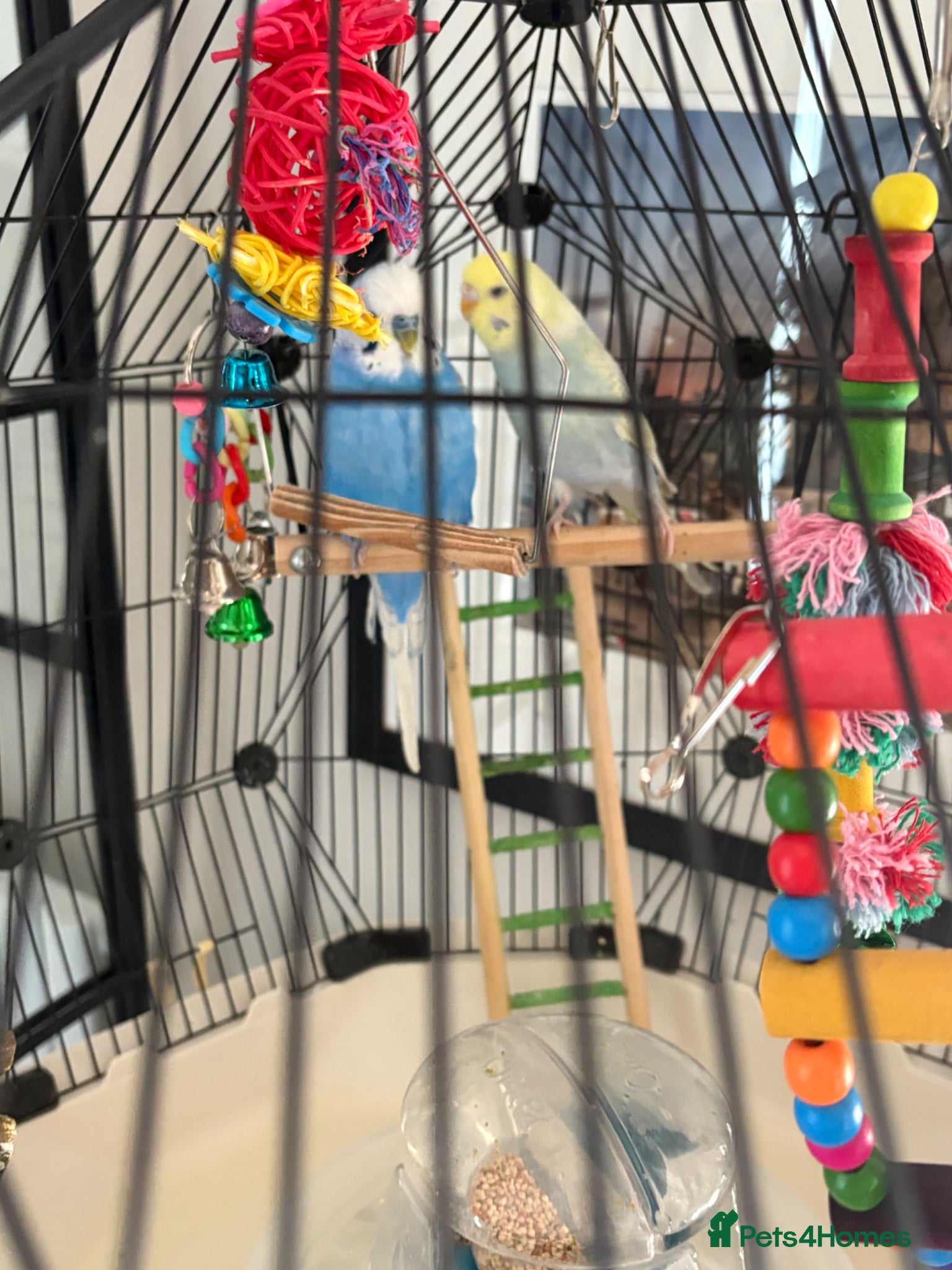 Budgerigars birds Budgies omlet cage male/Female 1 and 3 months  - Advert 11