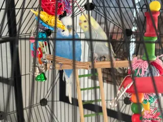 Budgerigars birds Budgies omlet cage male/Female 1 and 3 months - Advert 11