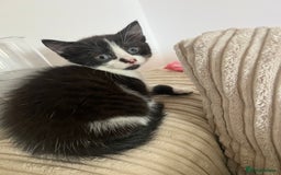 Domestic Shorthair cats for sale: 3 kittens for sale - Image 4