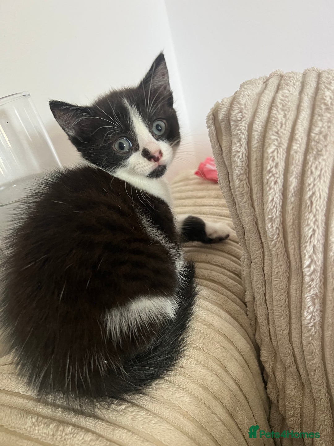 Domestic Shorthair cats for sale: 3 kittens for sale - Image 4