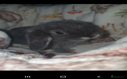 Mini Lop rabbits for sale: Mini lop/mini lion lop - Image 6