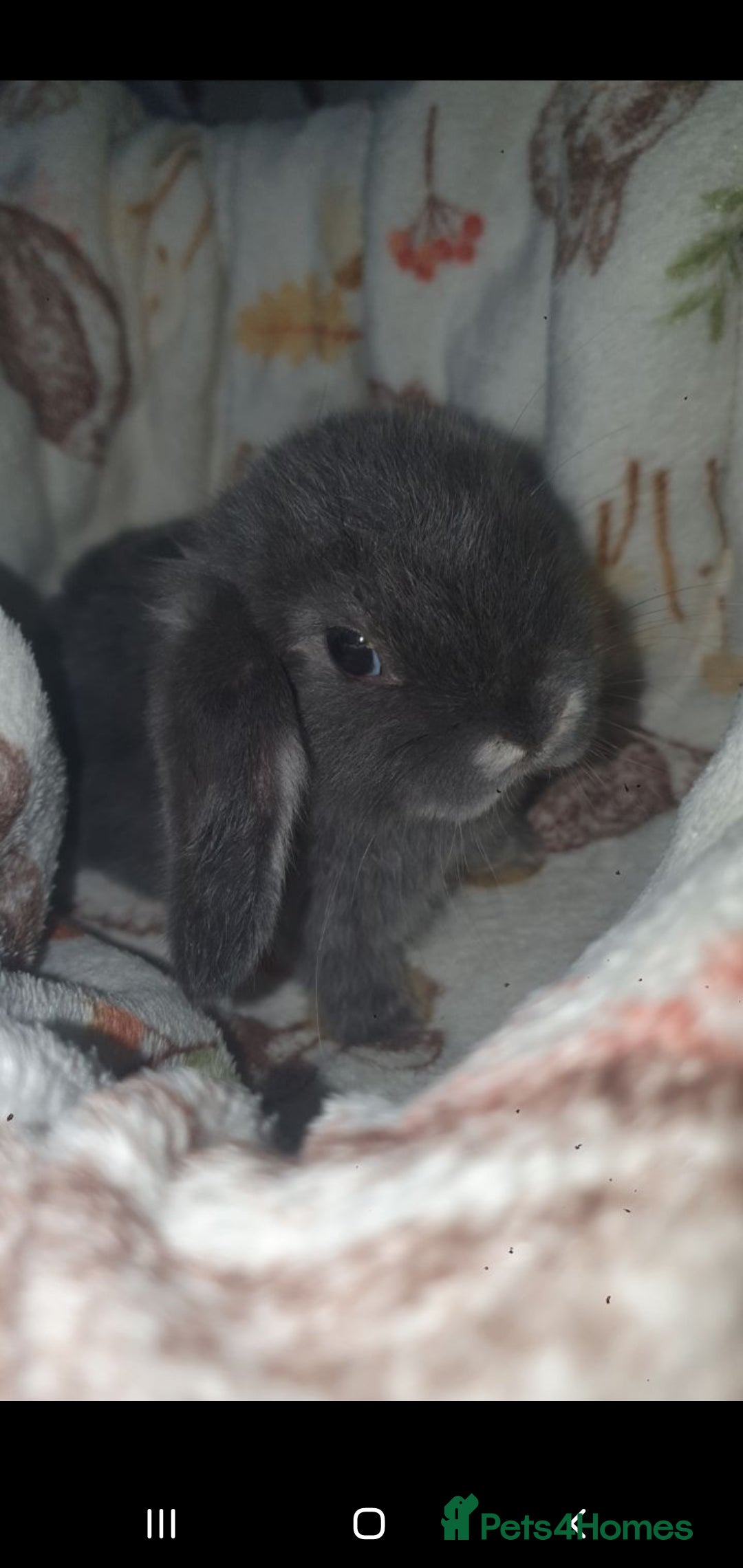 Mini Lop rabbits for sale: Mini lop/mini lion lop - Image 6