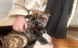 Mixed Breed dogs for sale: Beautiful French chows ready to leave!  - Image 1