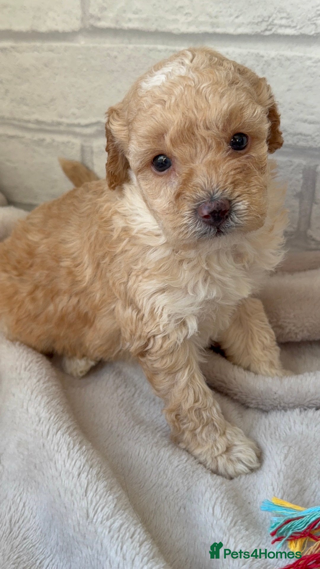 Toy Poodle dogs for sale: Adorable Toy Poodle Puppies READY TO GO! - Advert 32