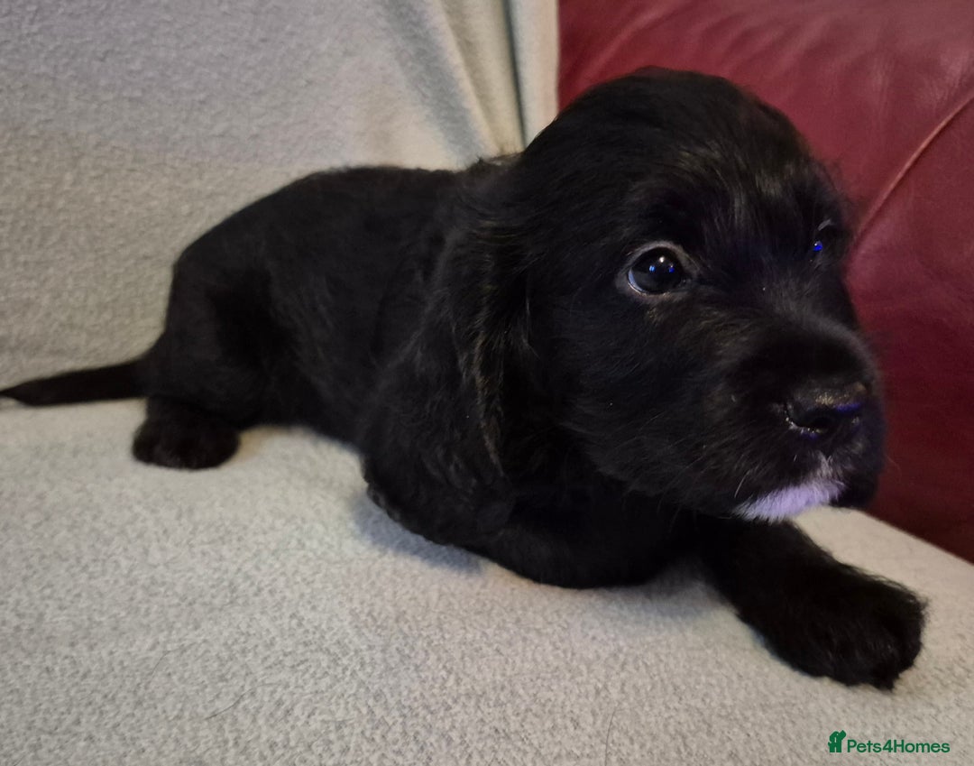 Mixed Breed dogs for sale: Beagle cross puppies for sale - Advert 21