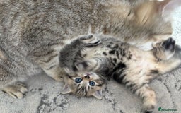 Scottish Fold cats for sale: Adorable Scottish Straight Kittens Ready for Homes - Image 4