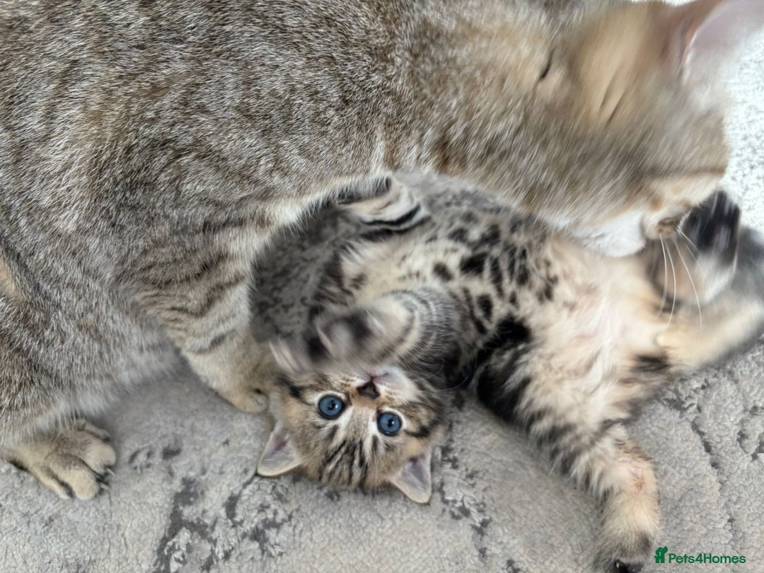 Scottish Fold cats for sale: Adorable Scottish Straight Kittens Ready for Homes - Image 4
