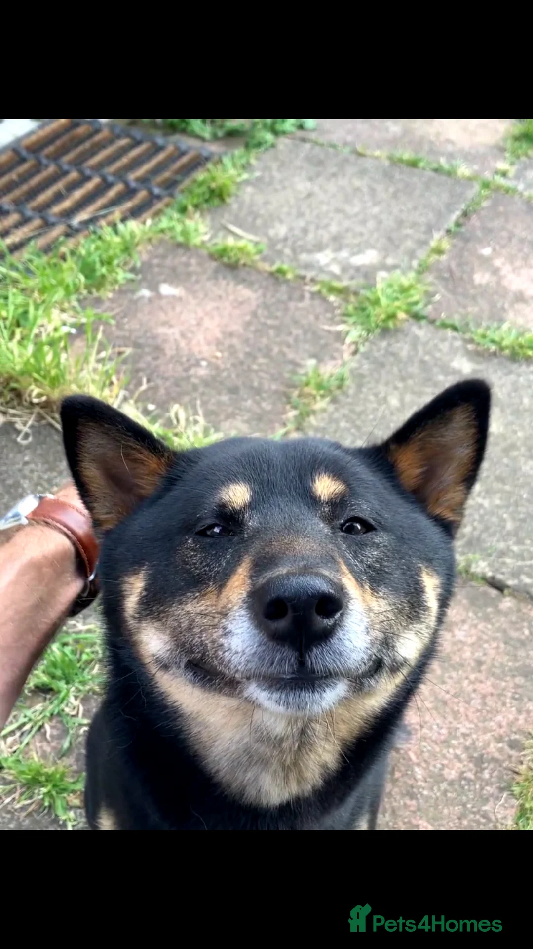 Japanese Shiba Inu dogs for stud: Happy and Healthy Shiba Male Stud available in Woodford Green - Advert 2