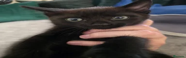 Kitten 1