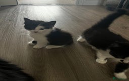 Mixed Breed cats for sale: 4 Beautiful fluffy Black & White kittens  - Image 6