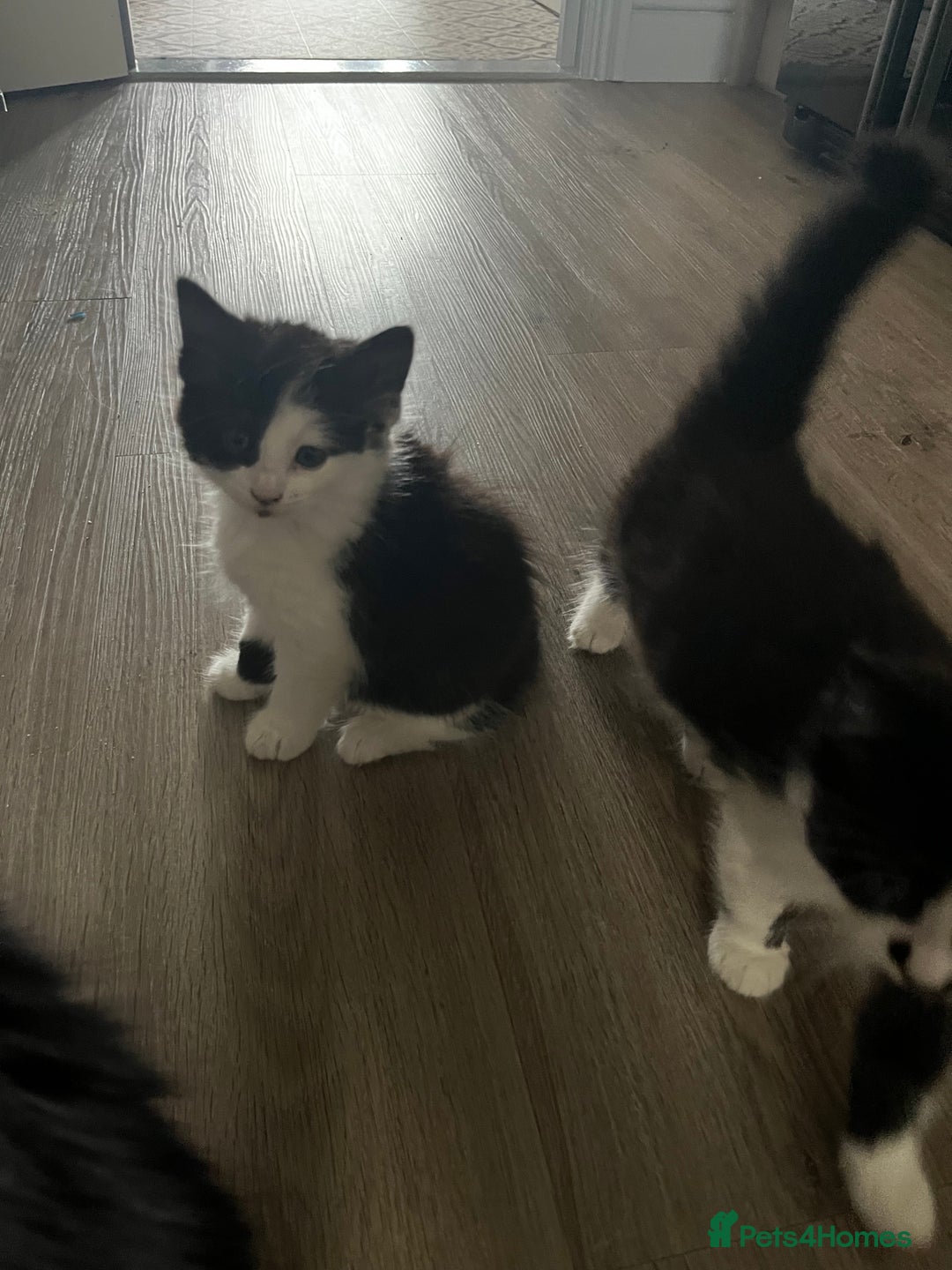 Mixed Breed cats for sale: 4 Beautiful fluffy Black & White kittens  - Image 6