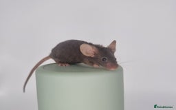 Mouse rodents for sale: Fancy Mice - Image 7