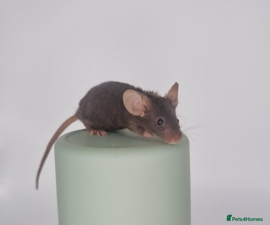 Mouse rodents for sale: Fancy Mice - Image 7