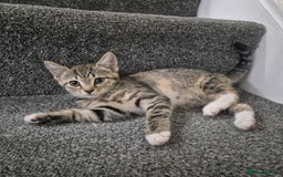 Domestic Shorthair cats for sale: Friendly and Playful Tabby Kitten - Image 1