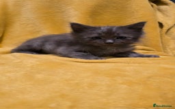 Mixed Breed cats for sale: Beautiful half ragdoll kittens - Image 18