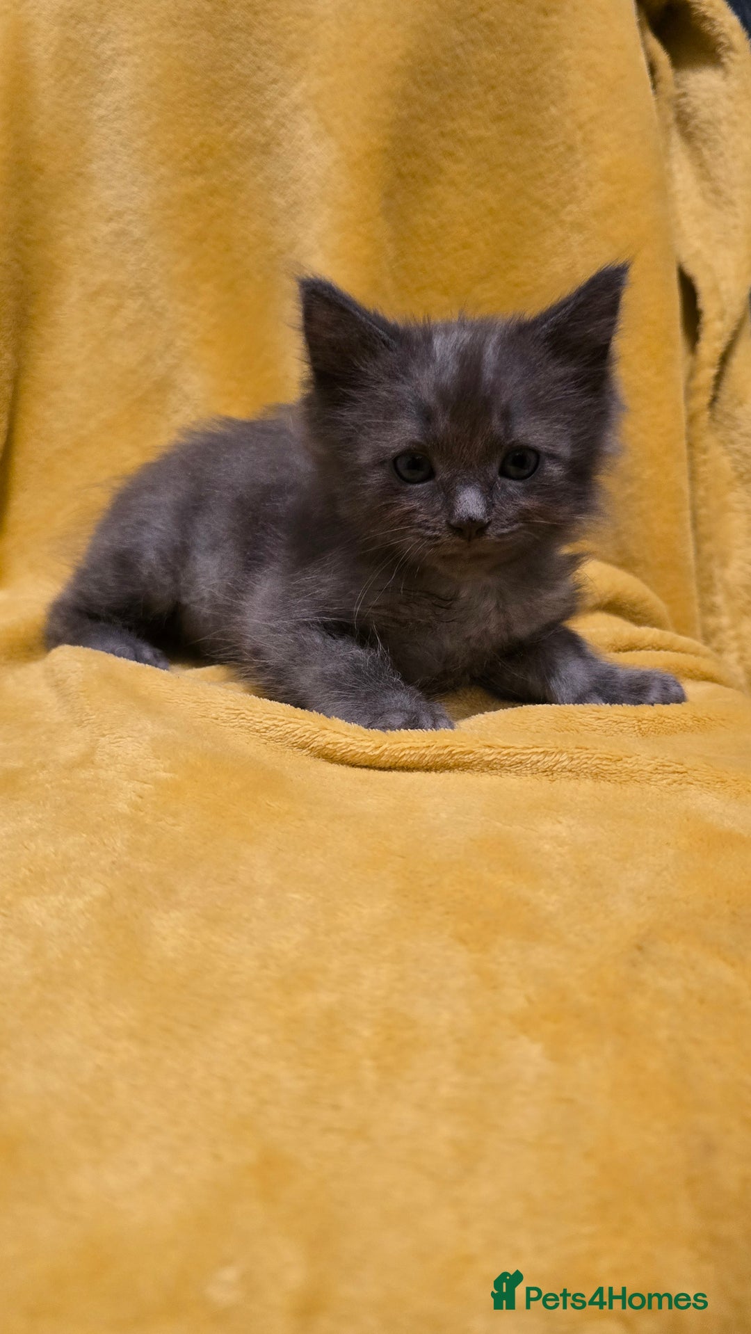 Mixed Breed cats for sale: Beautiful half ragdoll kittens - Image 18